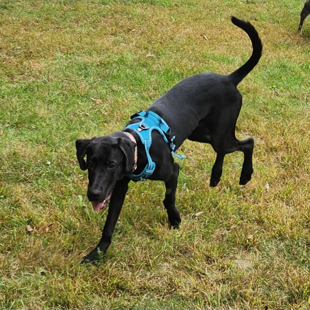 Enlarge Darcy, a Adoptable mixed breed in Chaska, MN image 6/6