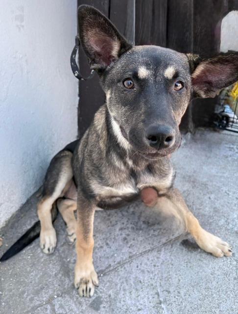 Mia, a Adoptable mixed breed in San Ysidro, CA image 3/6