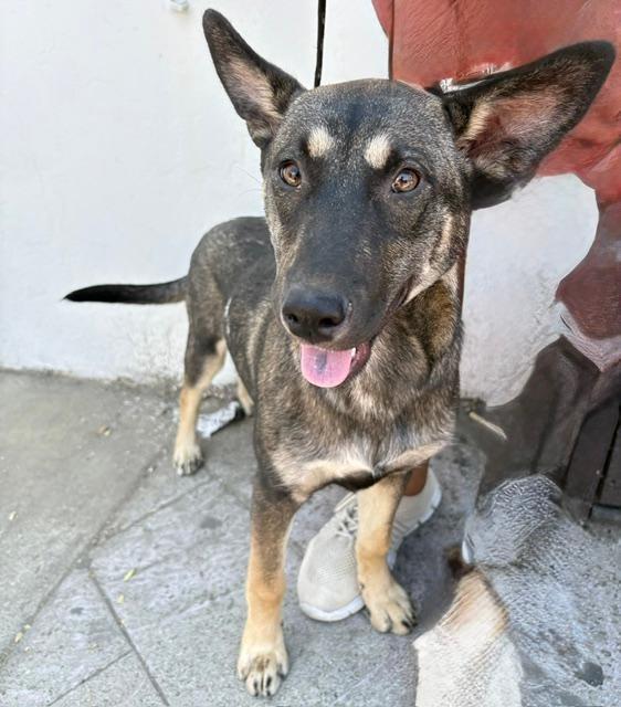 Mia, a Adoptable mixed breed in San Ysidro, CA image 1/6