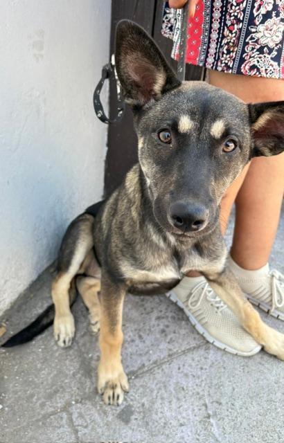 Mia, a Adoptable mixed breed in San Ysidro, CA image 2/6