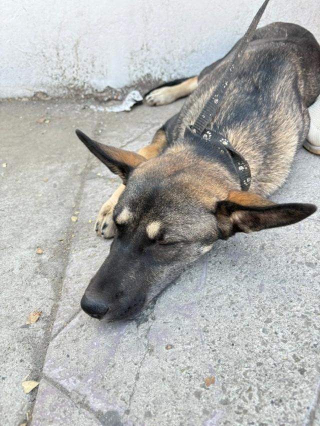 Mia, a Adoptable mixed breed in San Ysidro, CA image 4/6