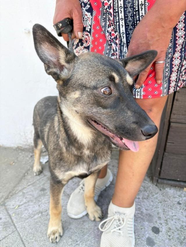 Mia, a Adoptable mixed breed in San Ysidro, CA image 6/6