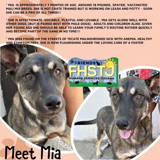 Mia, a Adoptable mixed breed in San Ysidro, CA image 5/6