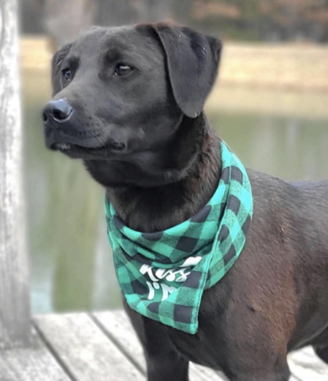 Enlarge Espresso, a other mixed breed in Cedarburg, WI image 2/2