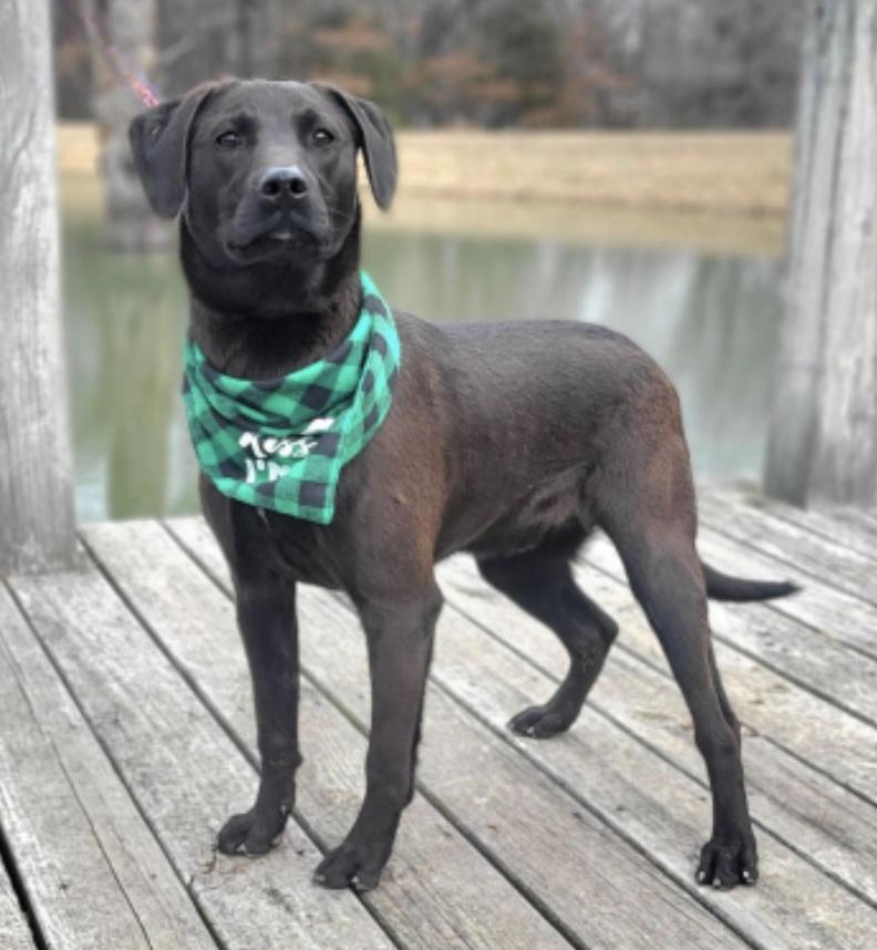 Enlarge Espresso, a other mixed breed in Cedarburg, WI image 1/2