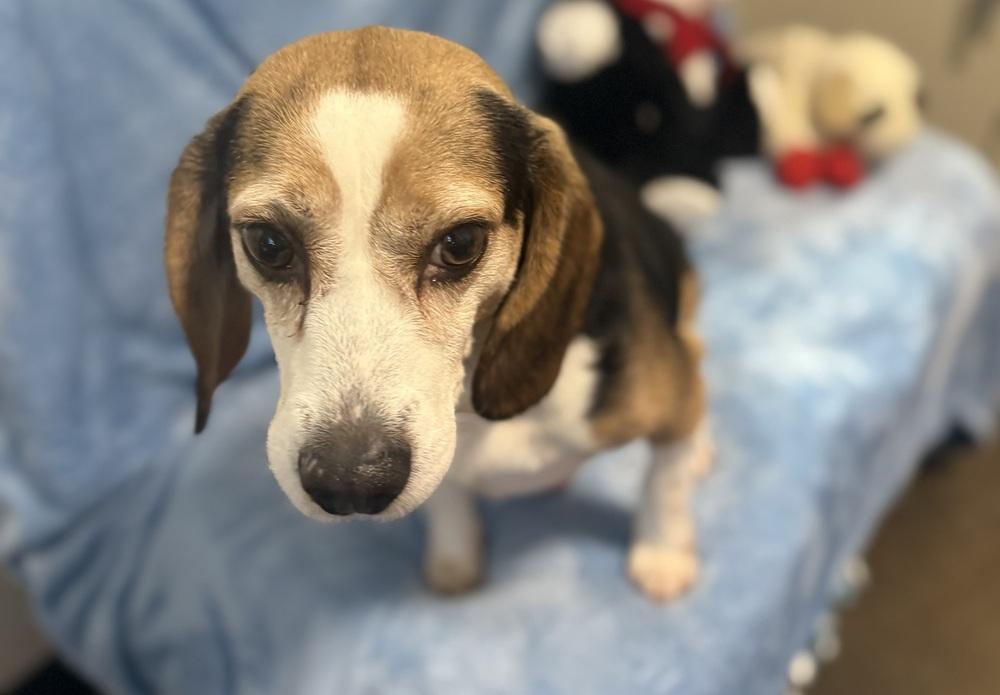 McGraw, Adoptable, Adult Male Beagle.