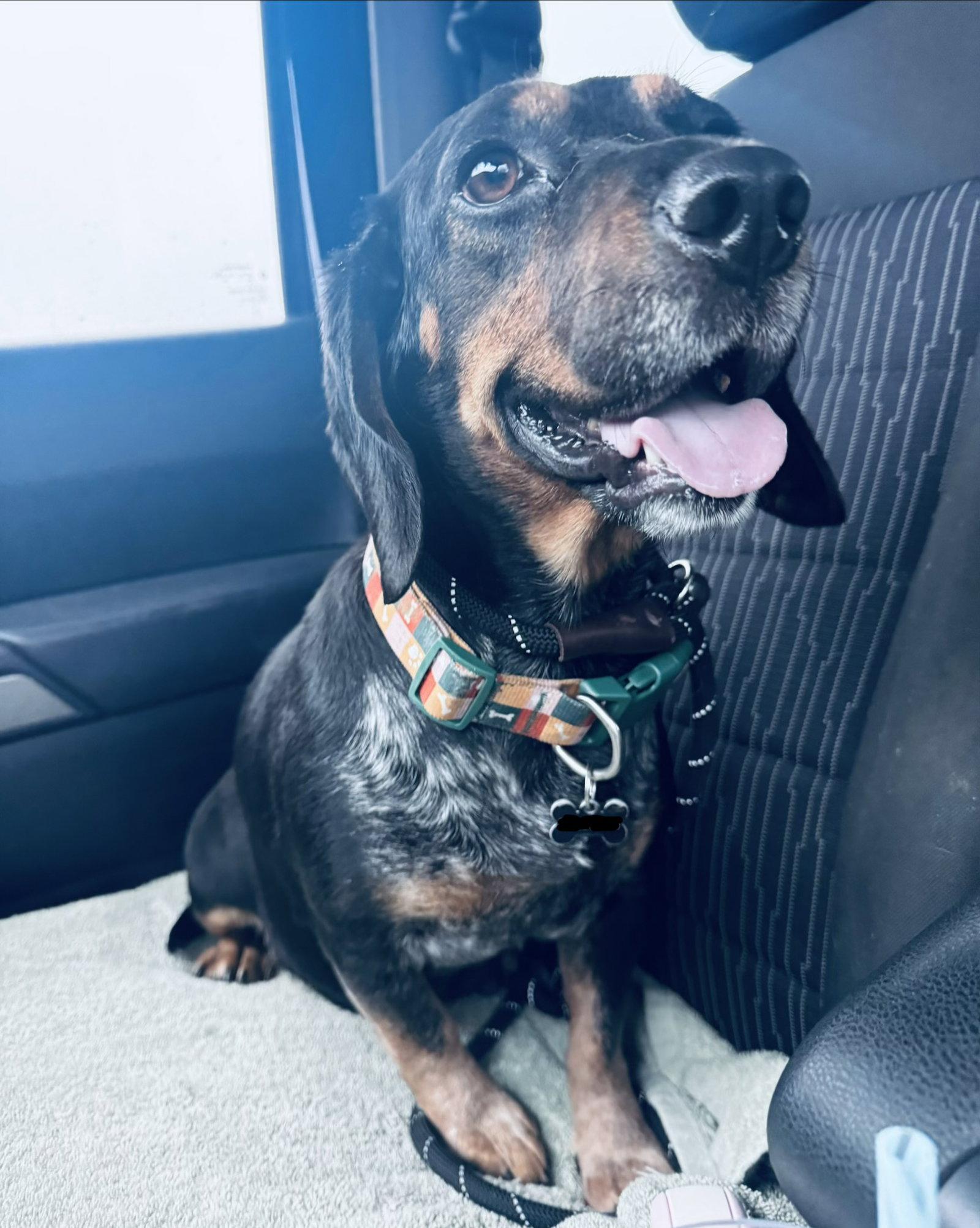 Prescilla, Adopted, Young Female Beagle & Dachshund.