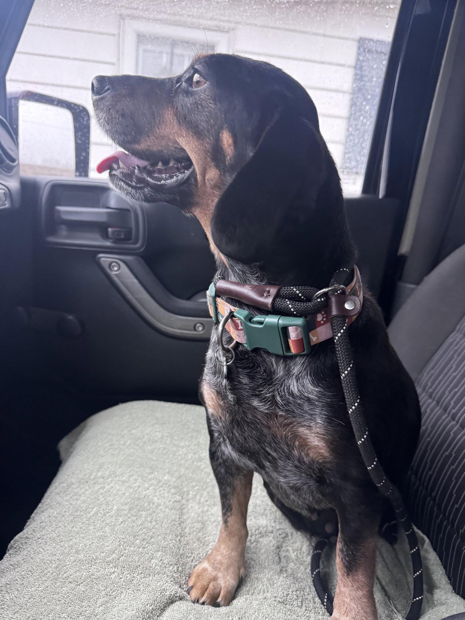 Enlarge Prescilla, a Adopted mixed breed in Columbus, IN image 2/3