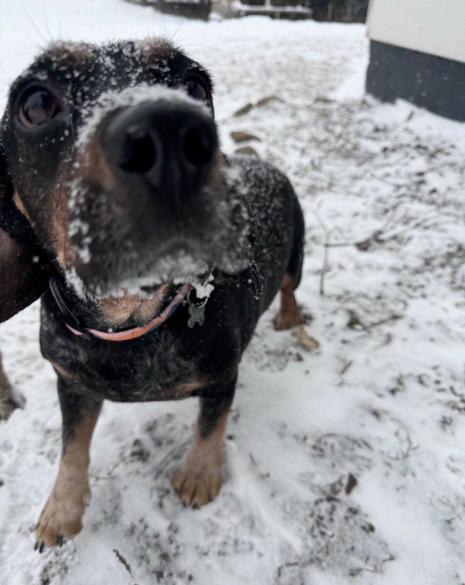 Enlarge Prescilla, a Adopted mixed breed in Columbus, IN image 3/3