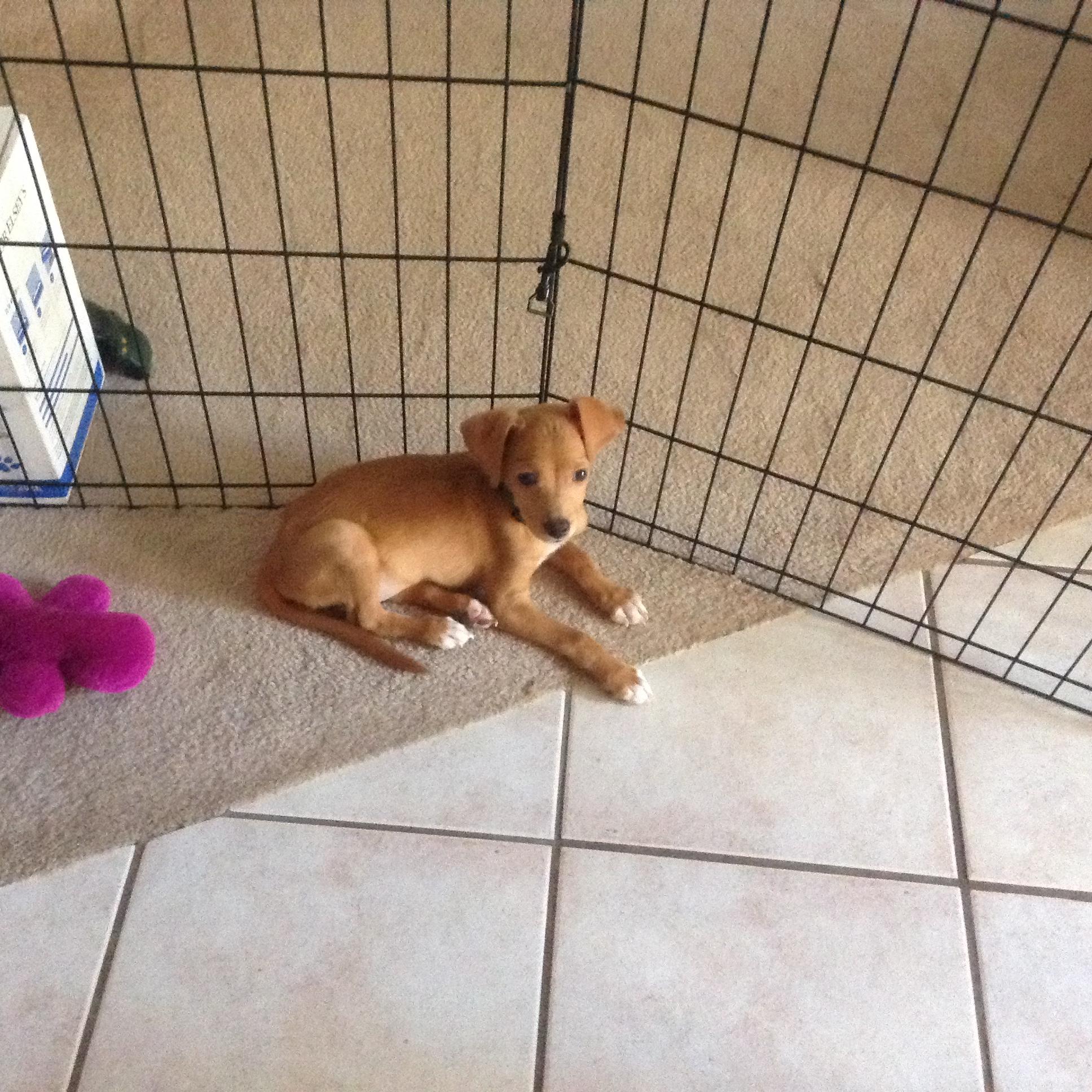 Enlarge Kit, a Adoptable mixed breed in San Antonio, TX image 2/4