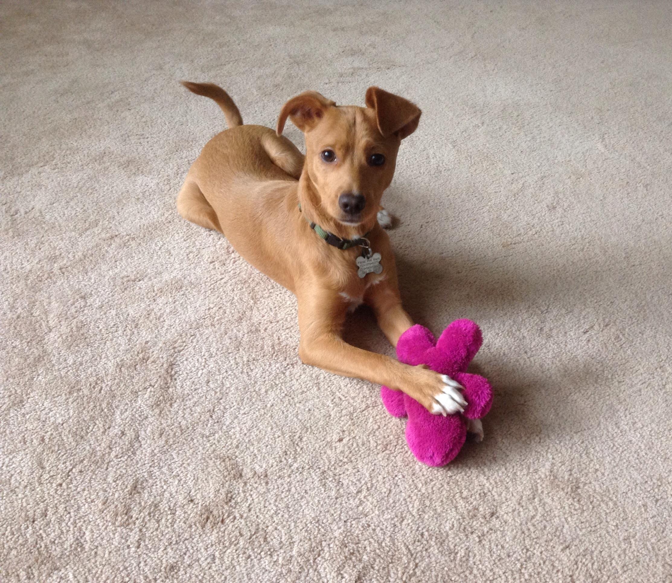 Enlarge Kit, a Adoptable mixed breed in San Antonio, TX image 1/4