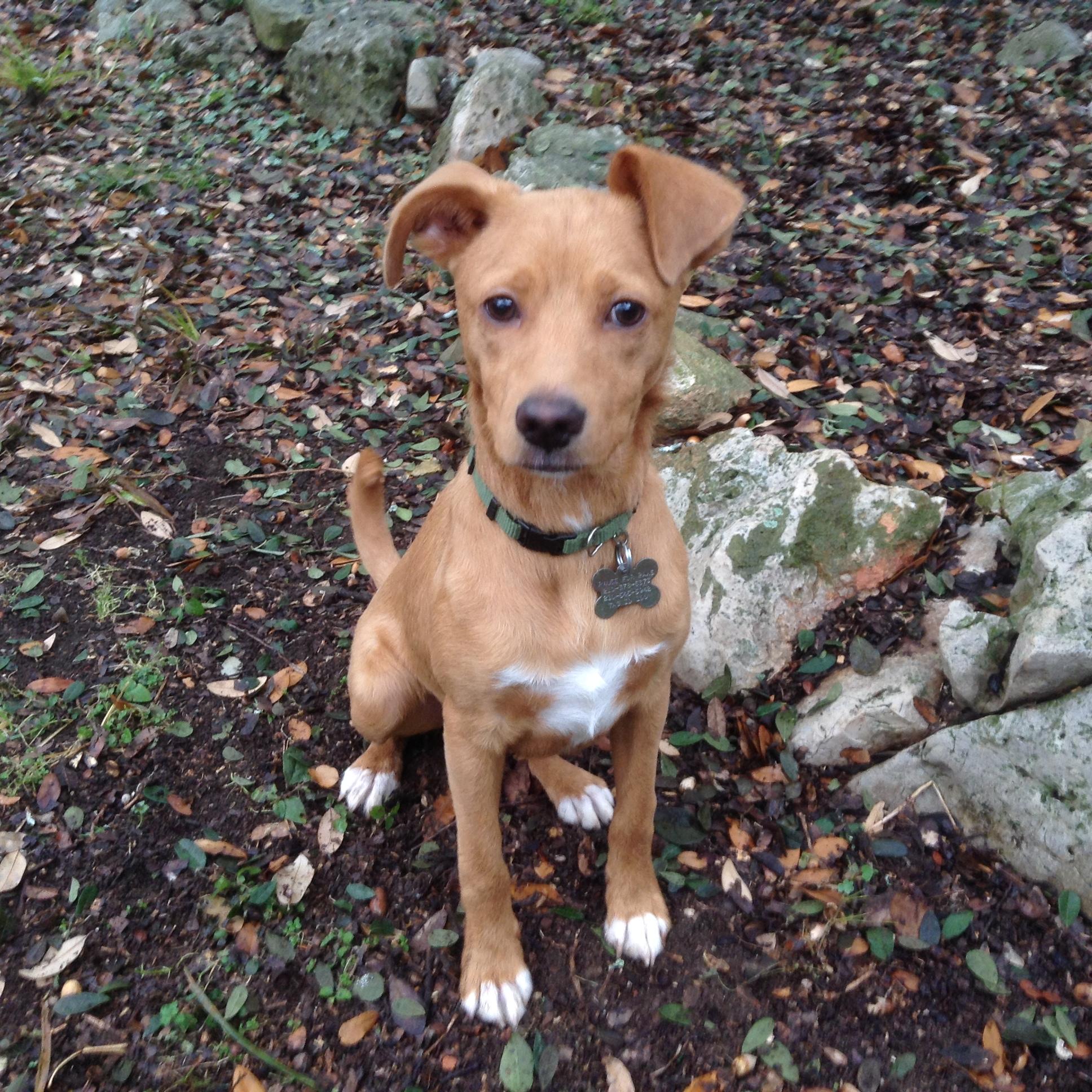 Kit, Adoptable, Young Male Terrier.