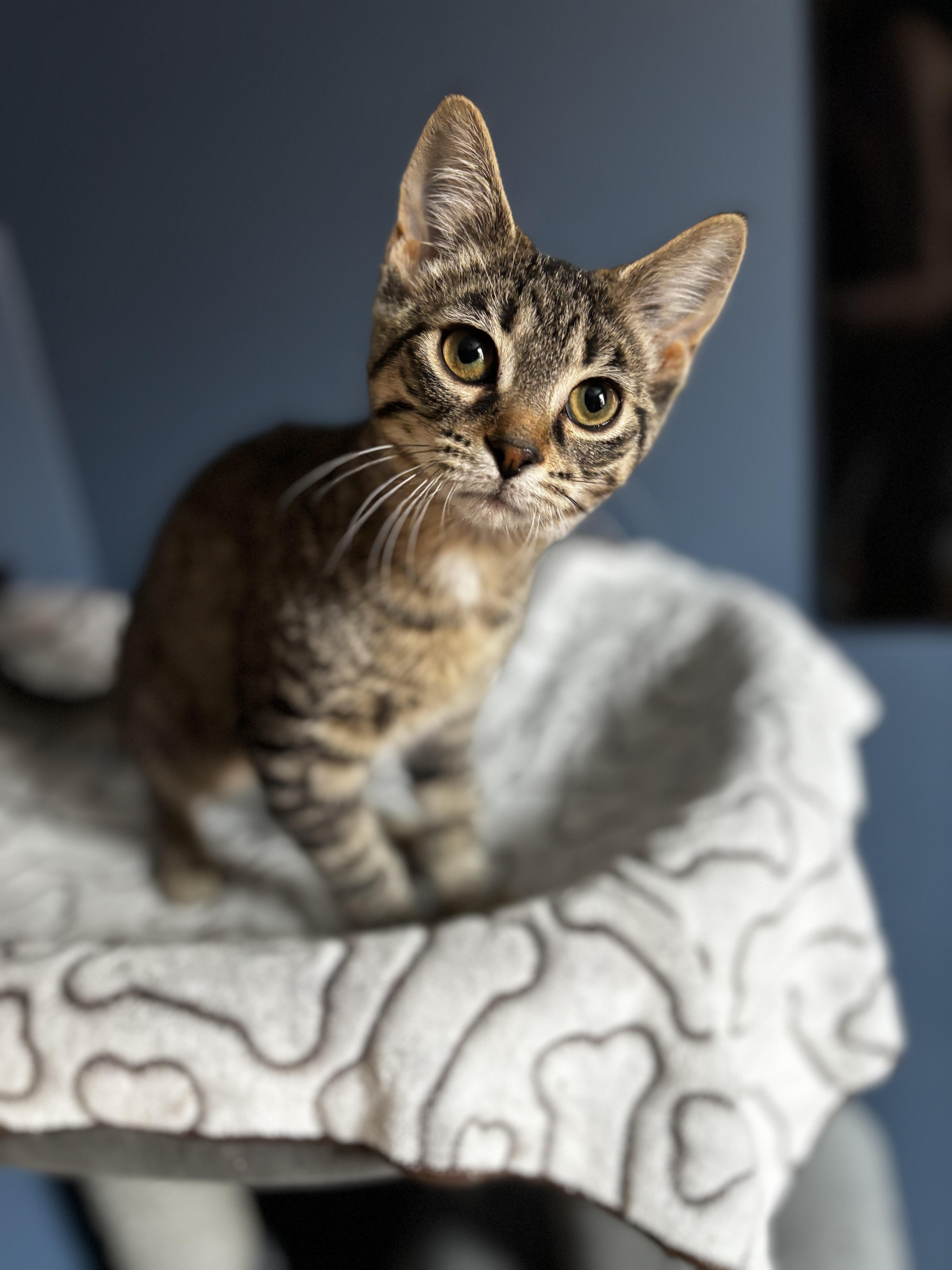 Enlarge STELLA, an adoptable Tabby in Shakespeare, ON image 1/6