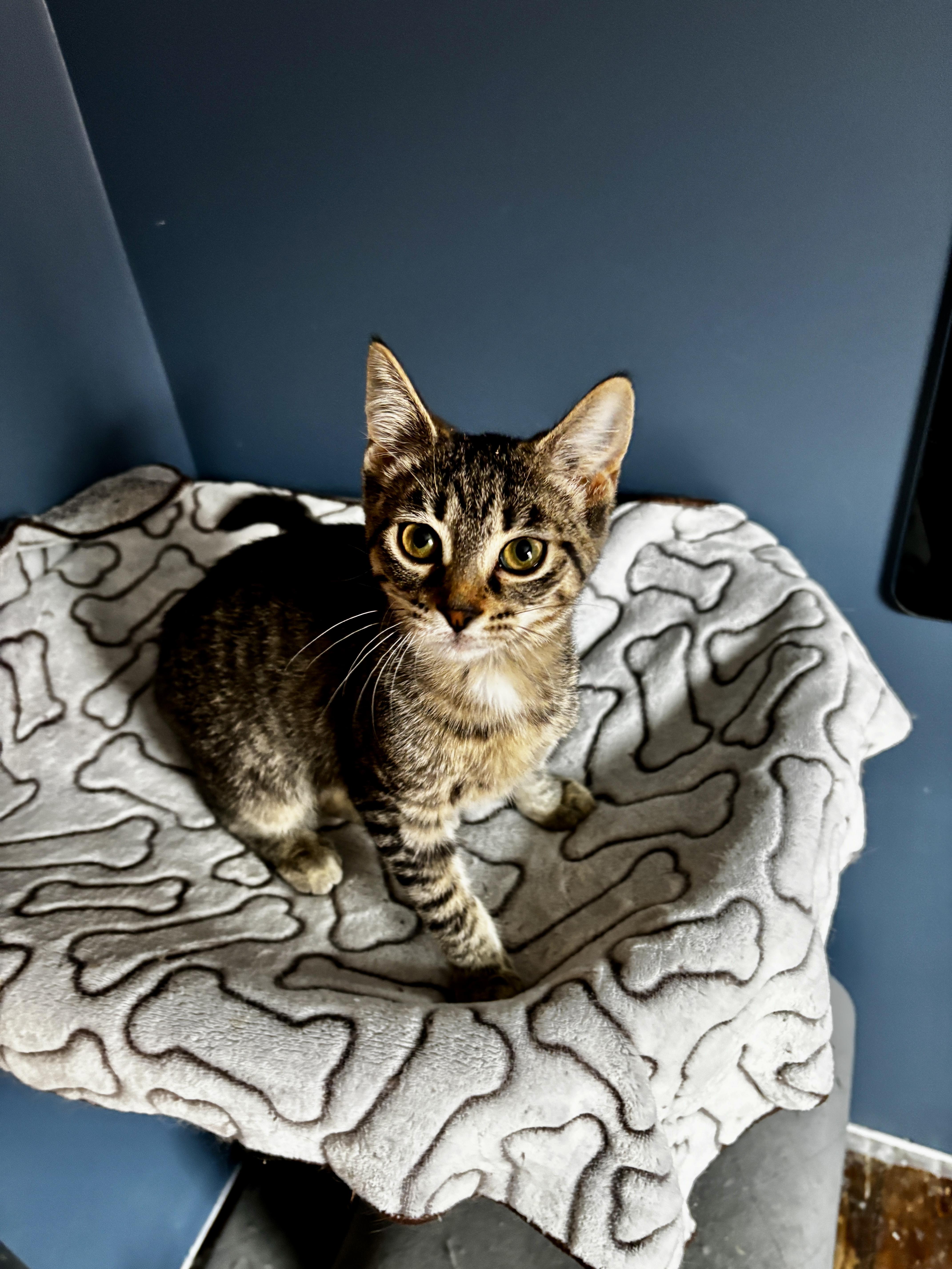 Enlarge STELLA, an adoptable Tabby in Shakespeare, ON image 2/6
