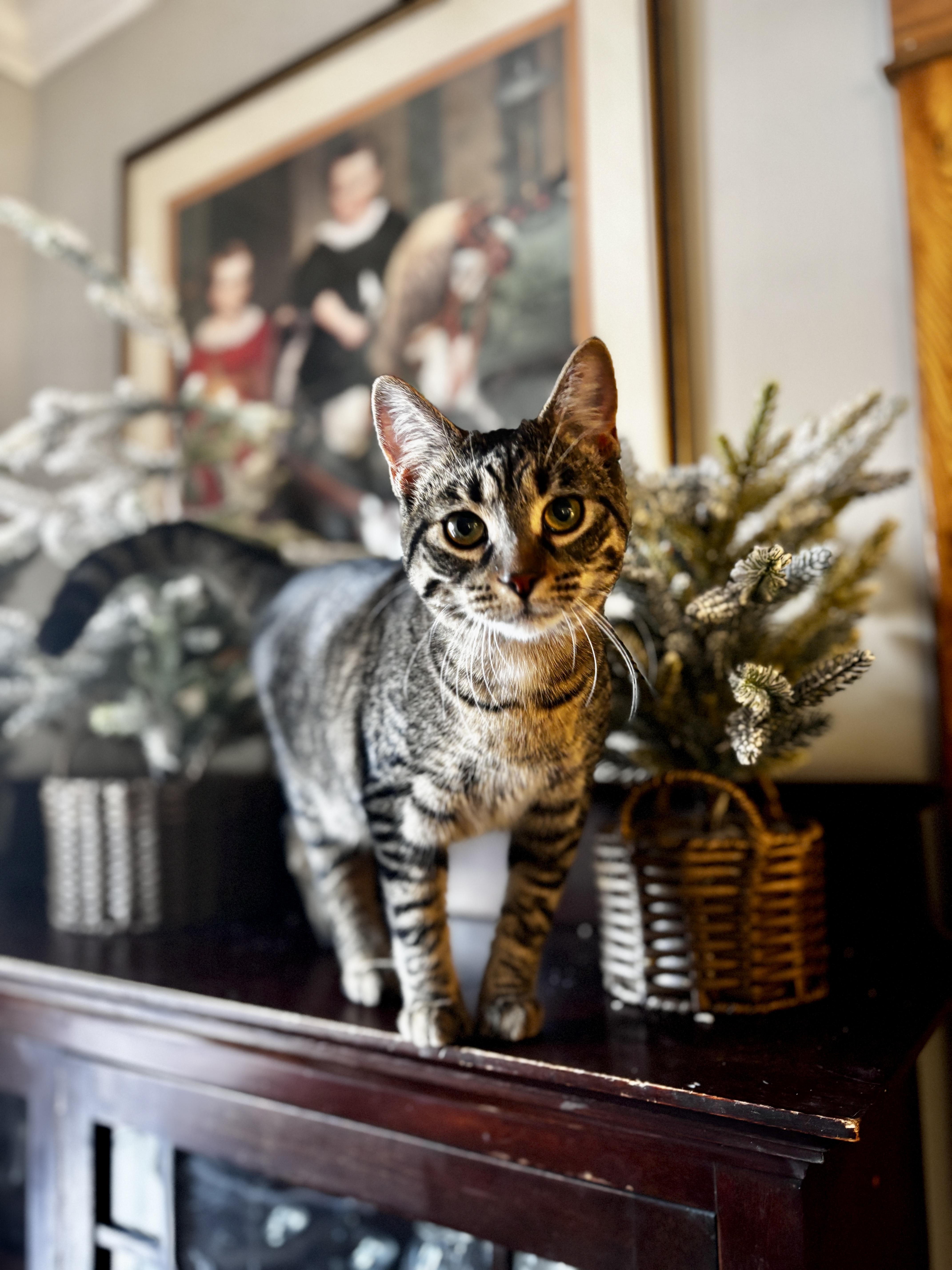 Enlarge STELLA, an adoptable Tabby in Shakespeare, ON image 3/6