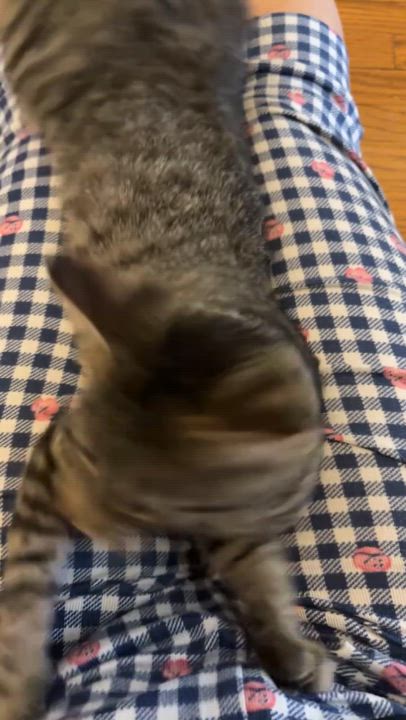 Enlarge STELLA, an adoptable Tabby in Shakespeare, ON video 4/6