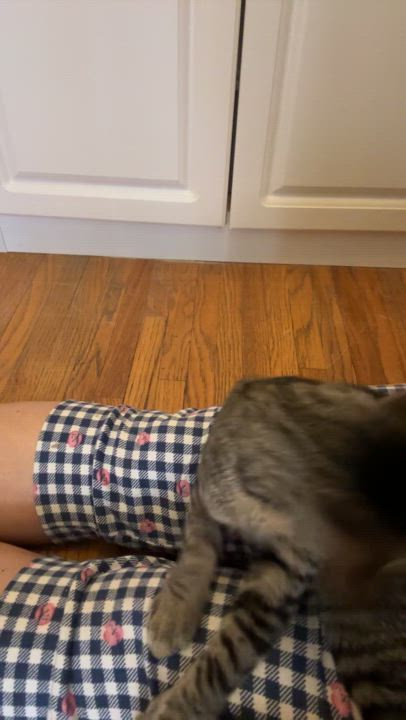 Enlarge STELLA, an adoptable Tabby in Shakespeare, ON video 6/6