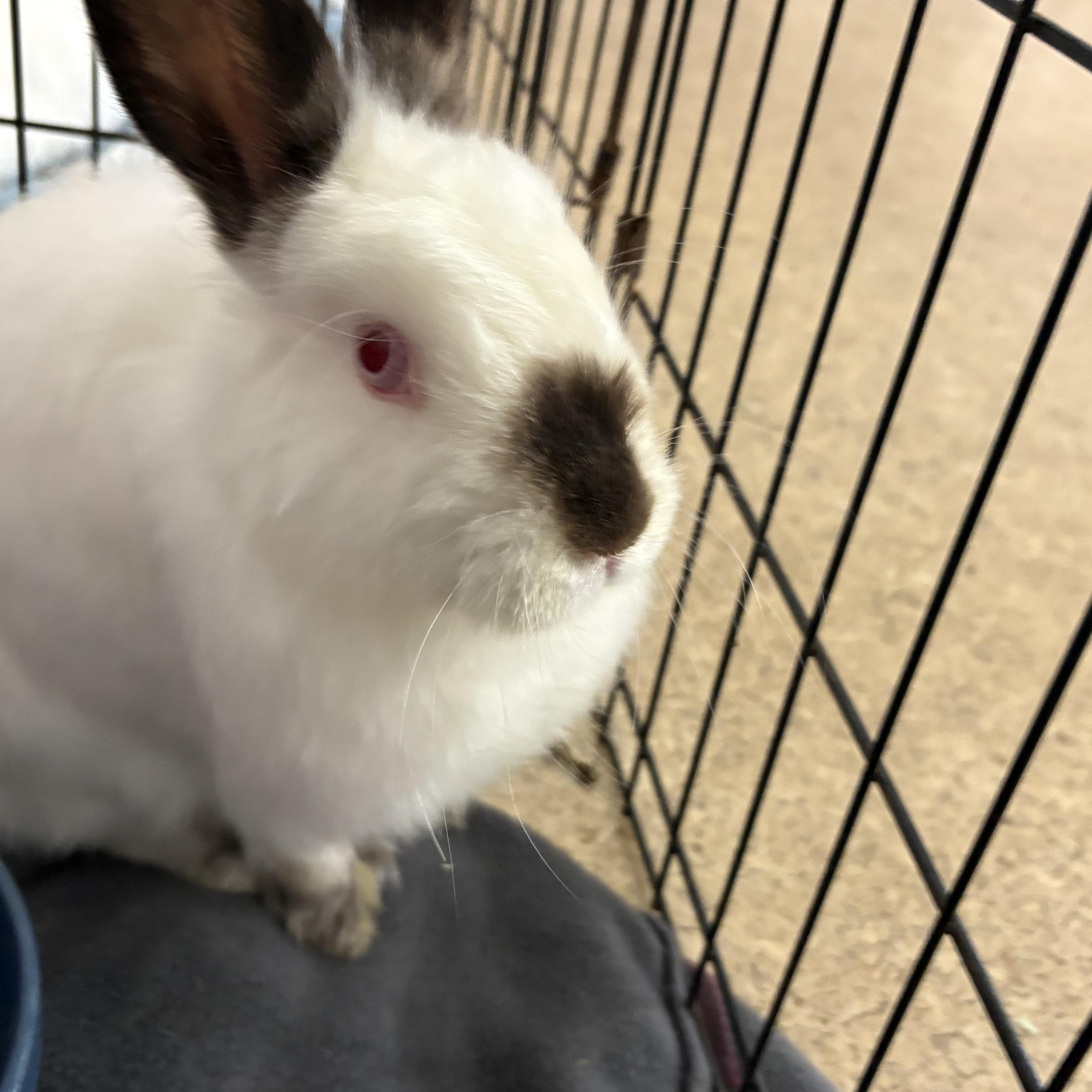 Holly, Adoptable, Young Female Himalayan & Angora Rabbit.