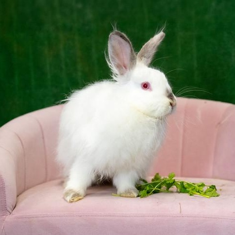 Holly, Adoptable, Young Female Himalayan & Angora Rabbit.