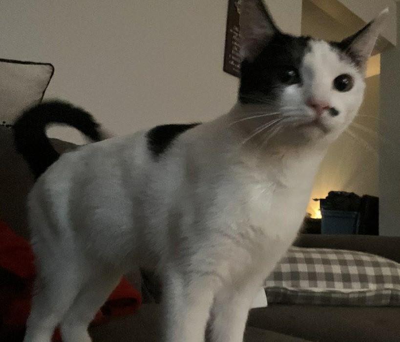 Kitty Girl, adopted, Kitten Female Domestic Short Hair.