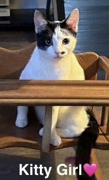 Kitty Girl, an adopted Domestic Short Hair in Beckley, WV image 2/2