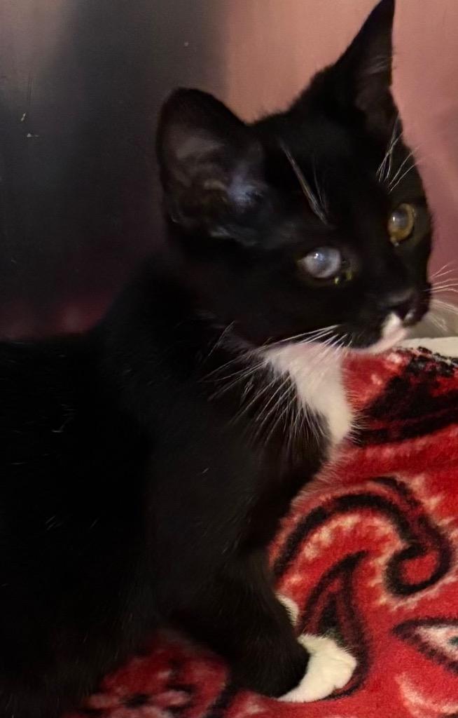 ZENA, Adoptable, Young Female Domestic Short Hair.