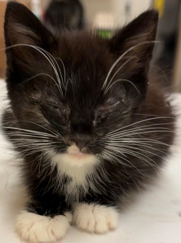 Enlarge ZENA, a Adoptable mixed breed in Elizabethton, TN image 2/2