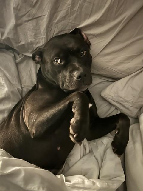 Enlarge STAR, a Adoptable mixed breed in Minneapolis, MN image 1/1