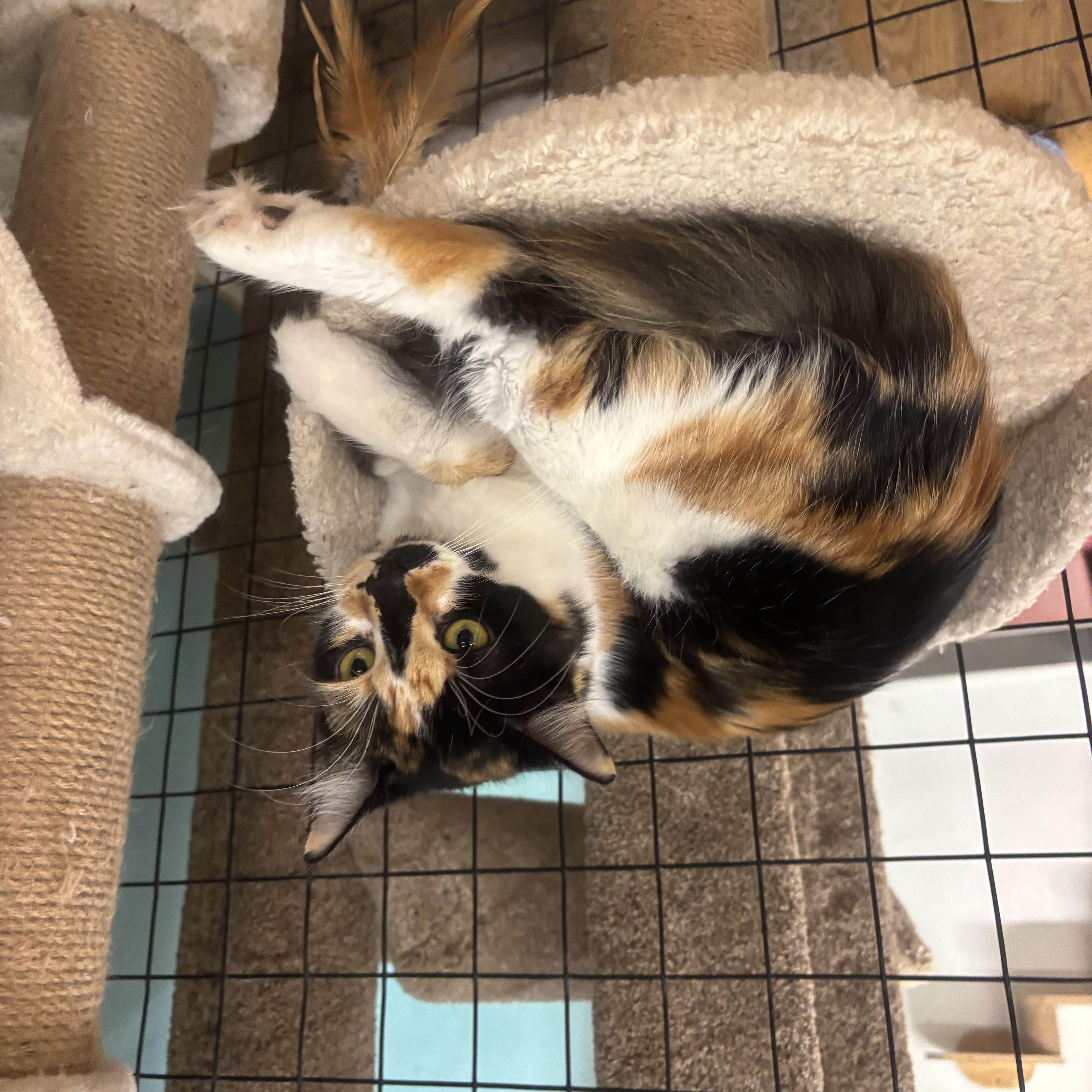 Enlarge Callie, a Adoptable Calico in Whittier, CA image 3/5