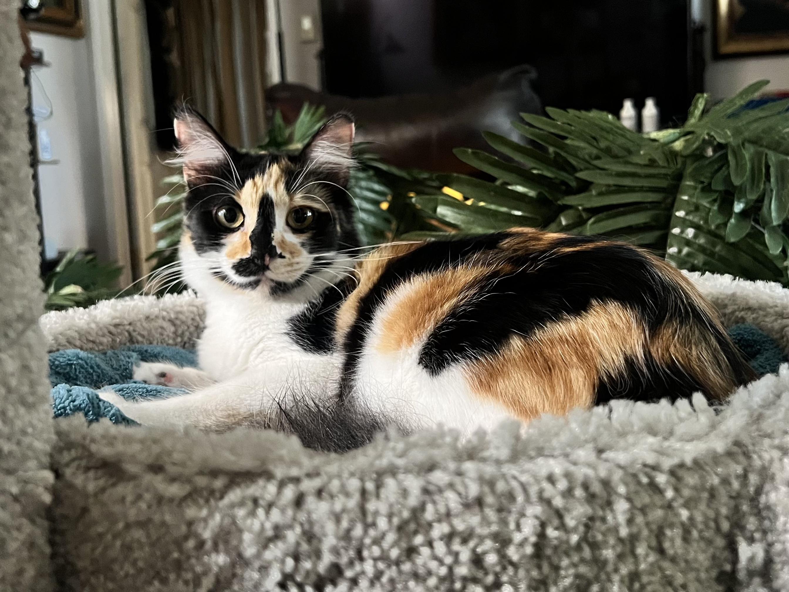 Enlarge Callie, a Adoptable Calico in Whittier, CA image 5/5