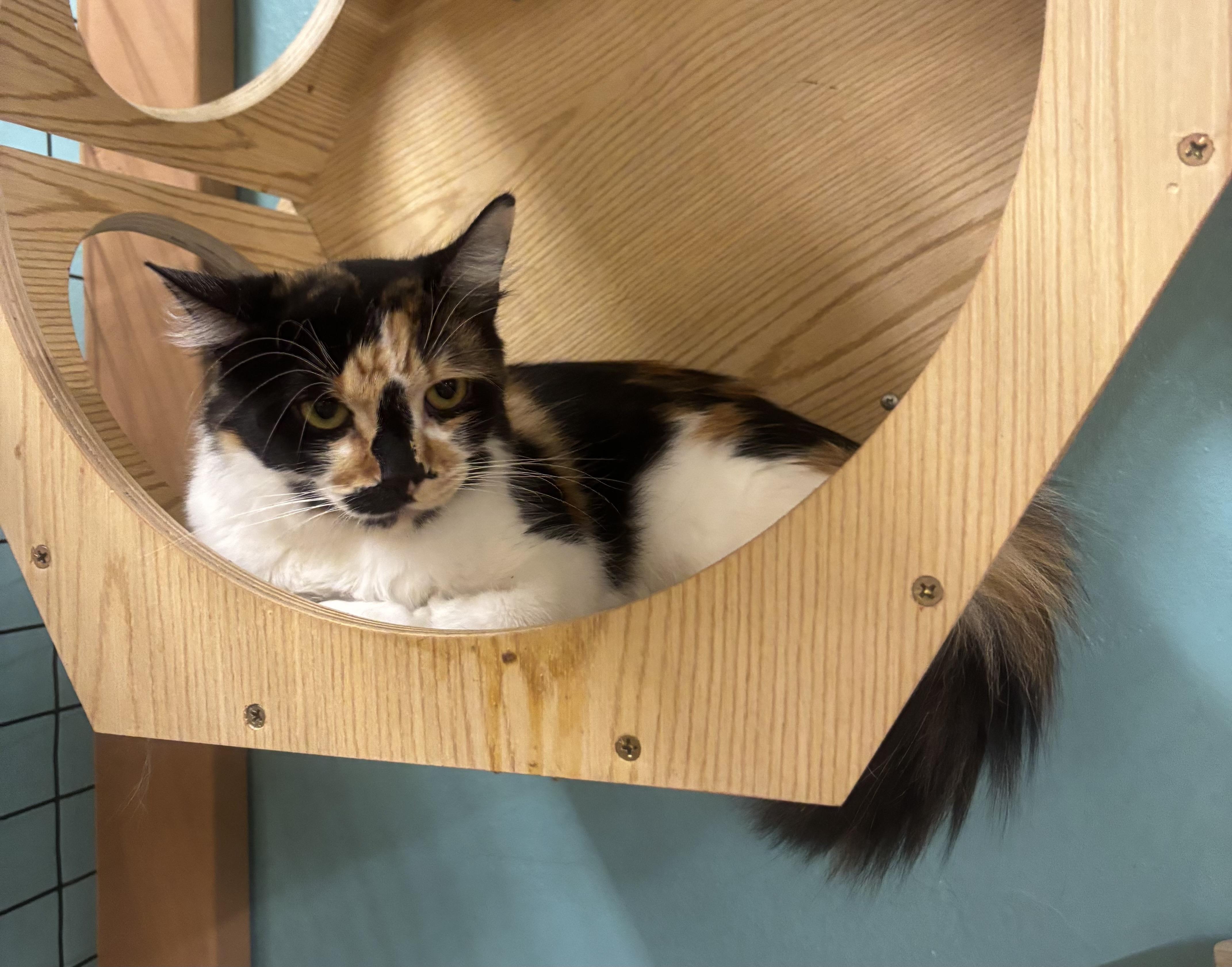 Callie, Adoptable, Adult Female Calico.