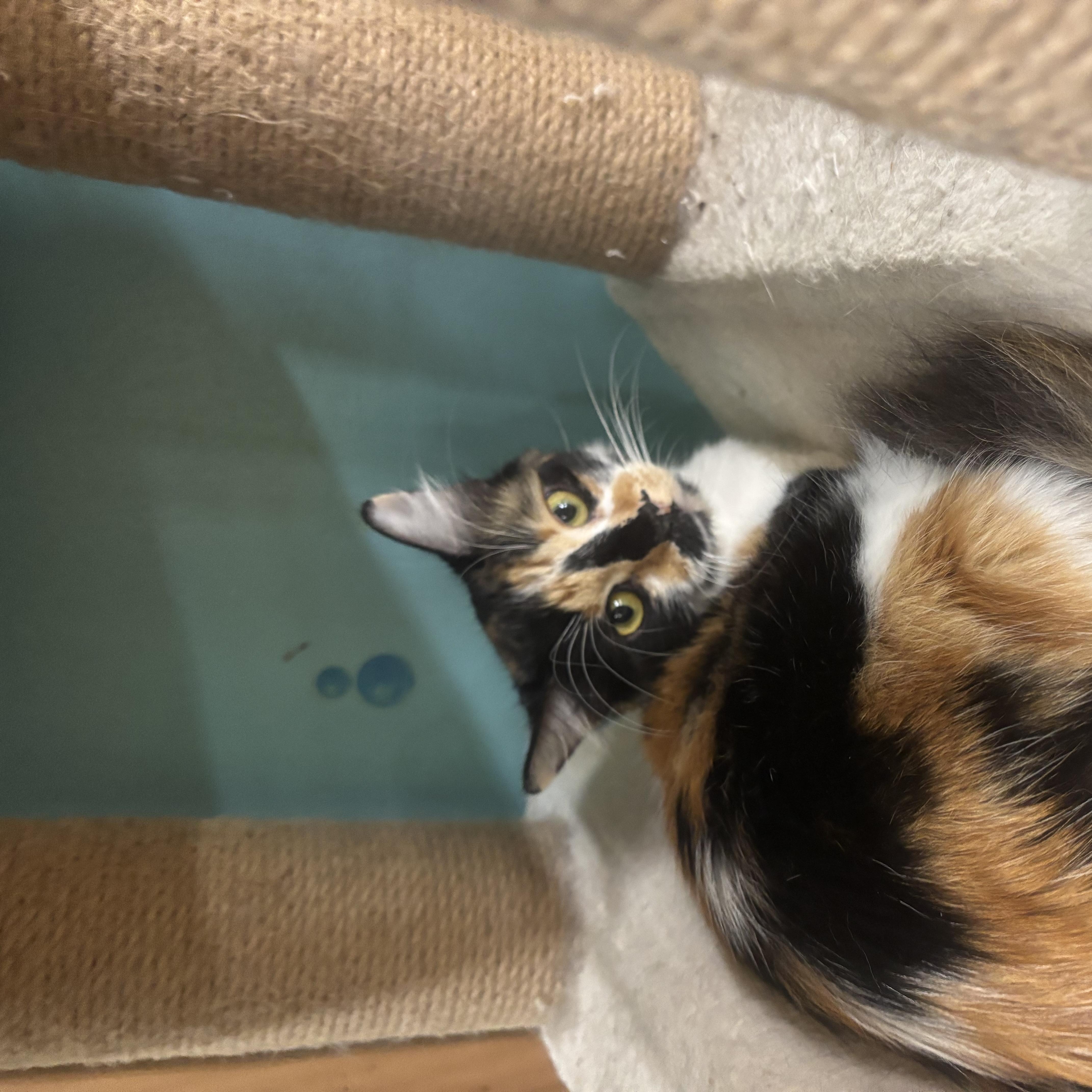 Enlarge Callie, a Adoptable Calico in Whittier, CA image 4/5