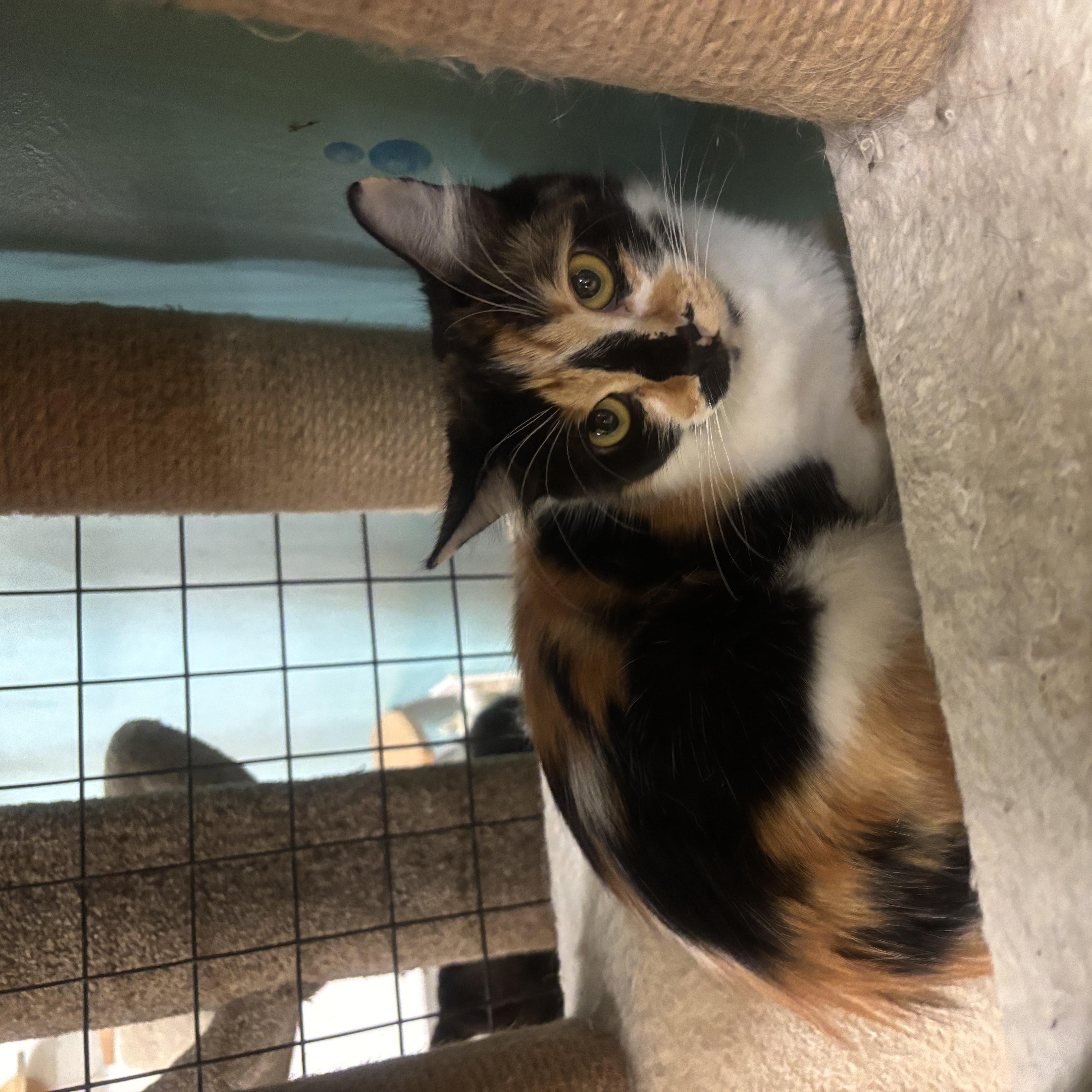 Enlarge Callie, a Adoptable Calico in Whittier, CA image 2/5