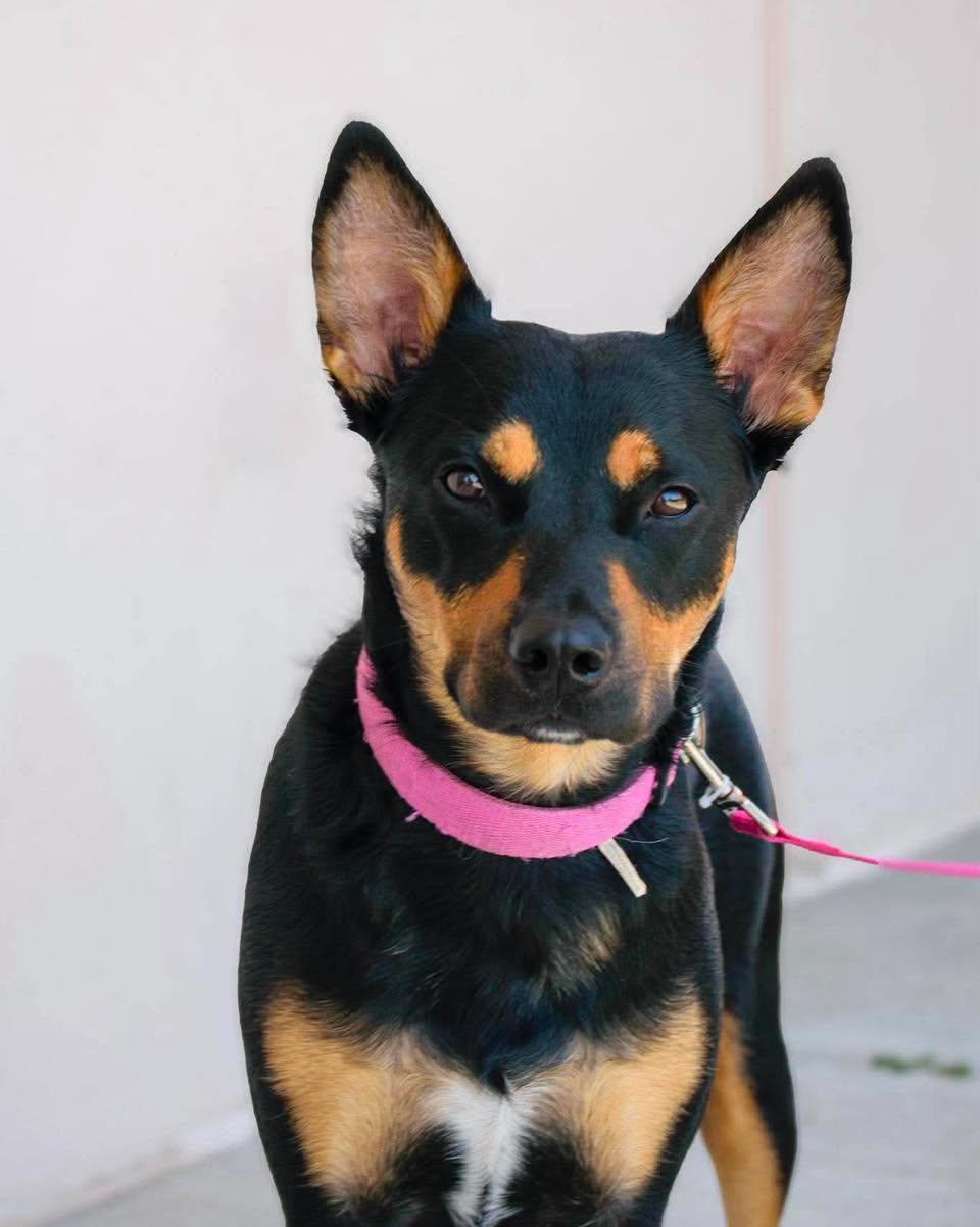 Malibu, adopted, Puppy Female Cattle Dog.