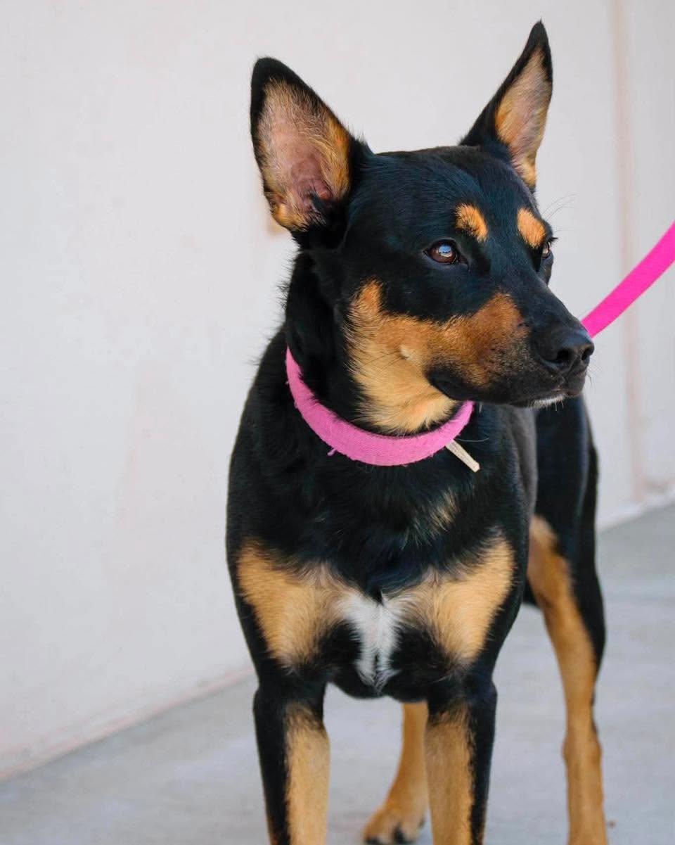 Enlarge Malibu, an adopted mixed breed in Broken Arrow, OK image 3/3