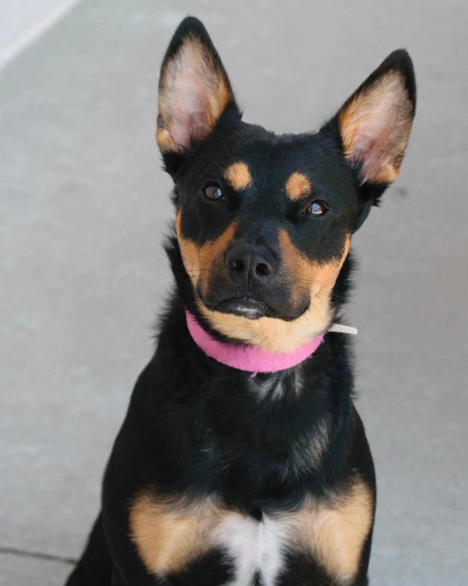Enlarge Malibu, an adopted mixed breed in Broken Arrow, OK image 2/3