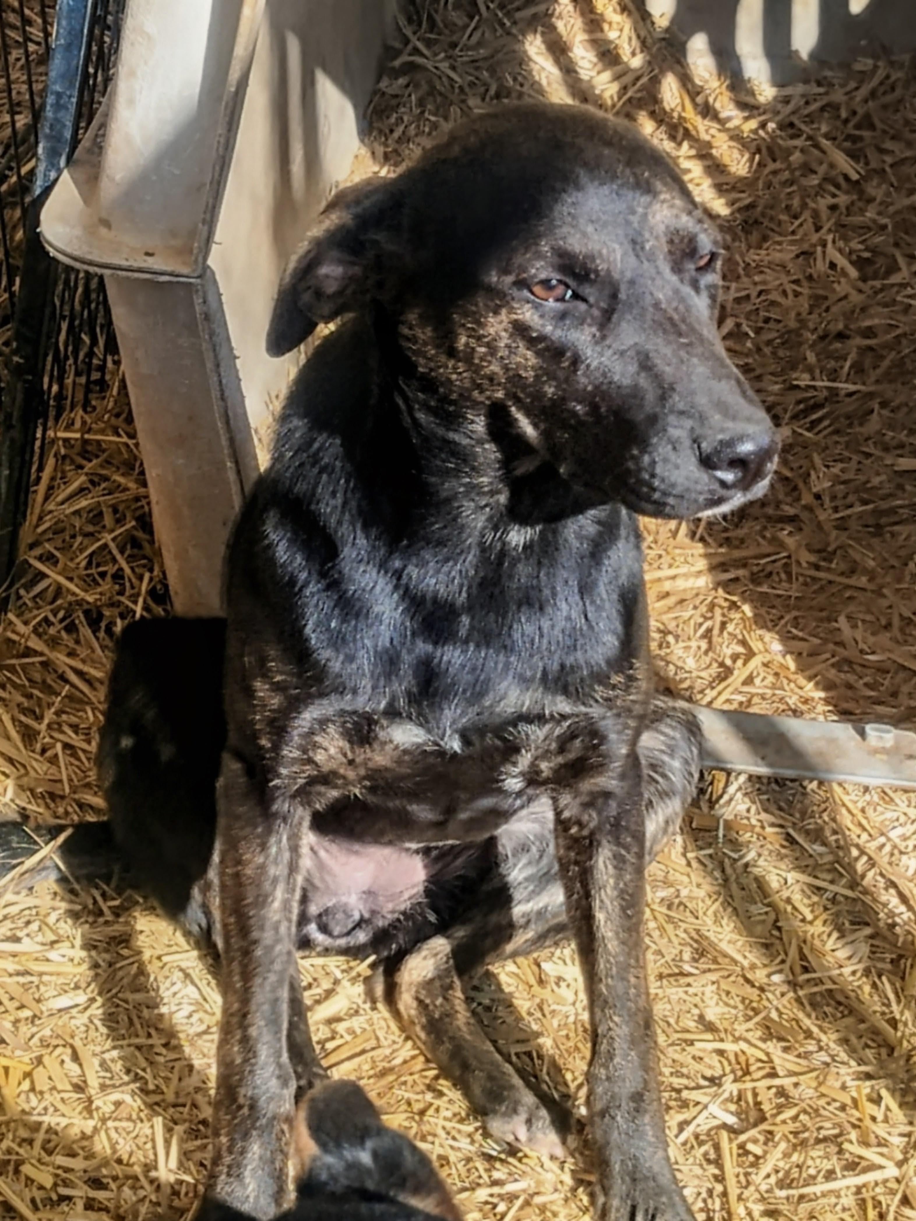 Enlarge MIsty, an adopted mixed breed in Carson, MS image 1/1