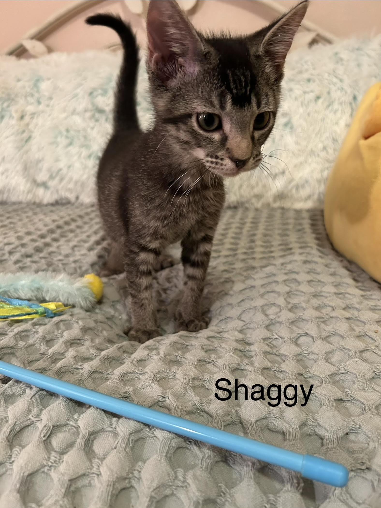 Shaggy, ADOPTABLE, Kitten Male Domestic Short Hair.