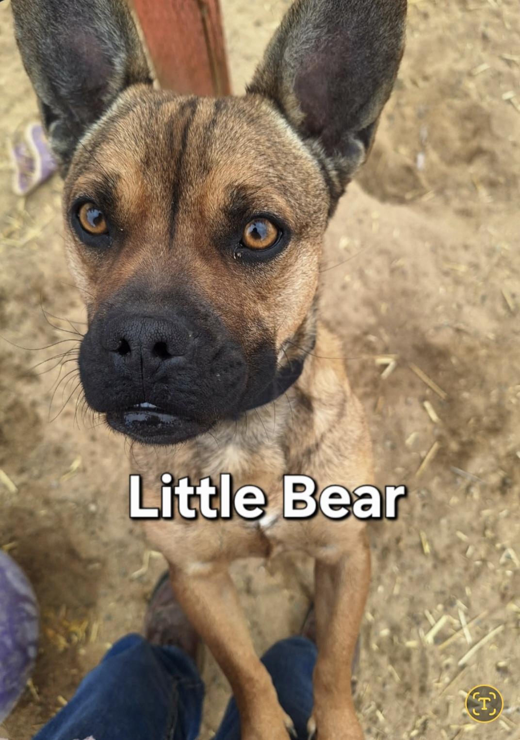 Little Bear , ADOPTABLE, Young Male Terrier.
