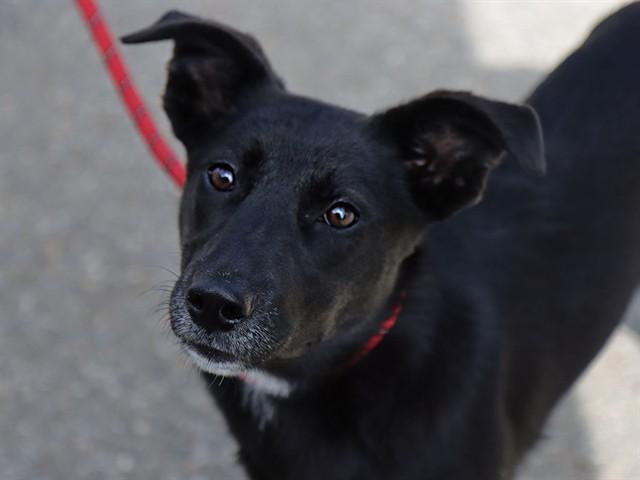 LOKITA, Adoptable, Young Female German Shepherd Dog.