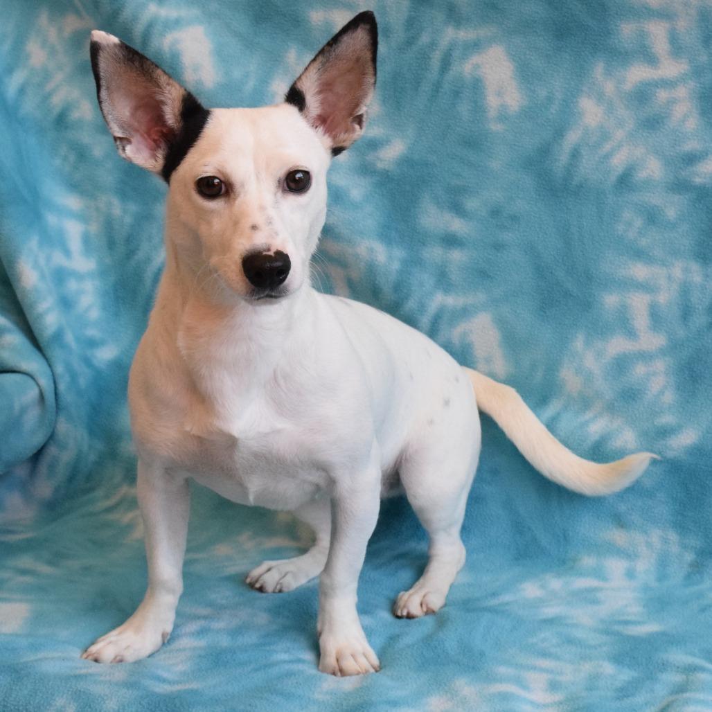 Raven, Adoptable, Young Female Chihuahua & Mixed Breed.