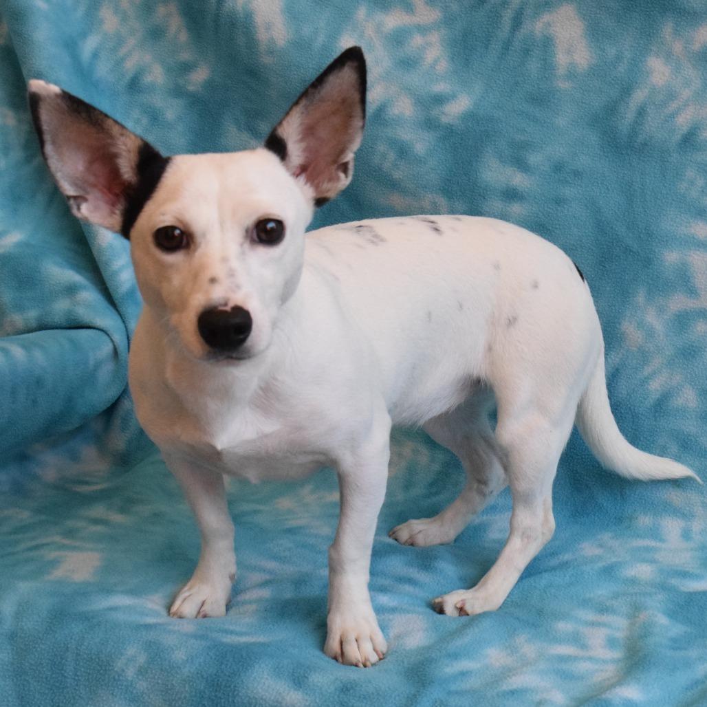 Enlarge Raven, a Adoptable mixed breed in Eureka, CA image 3/3
