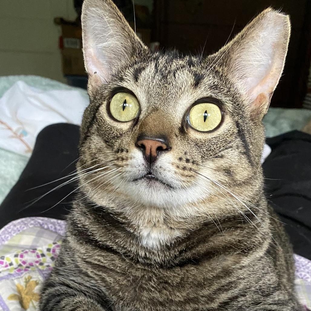 Dixon, a Adoptable Domestic Short Hair in Durham, NC image 1/5