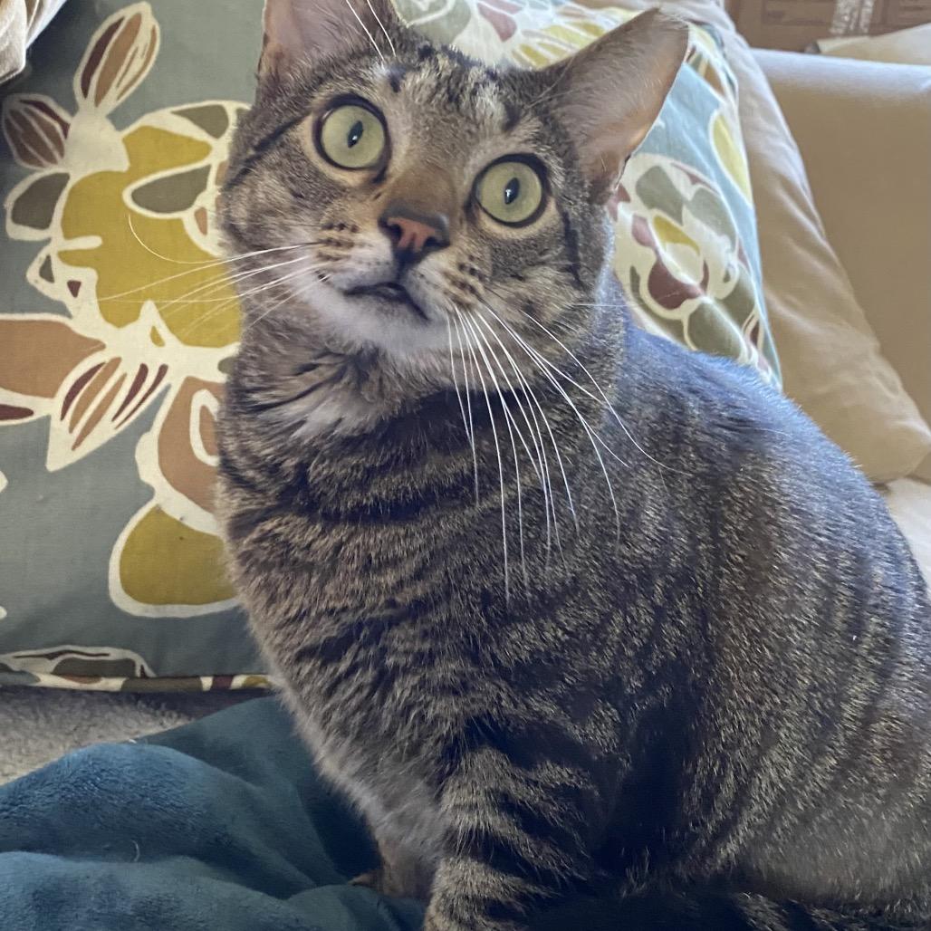 Dixon, a Adoptable Domestic Short Hair in Durham, NC image 2/5