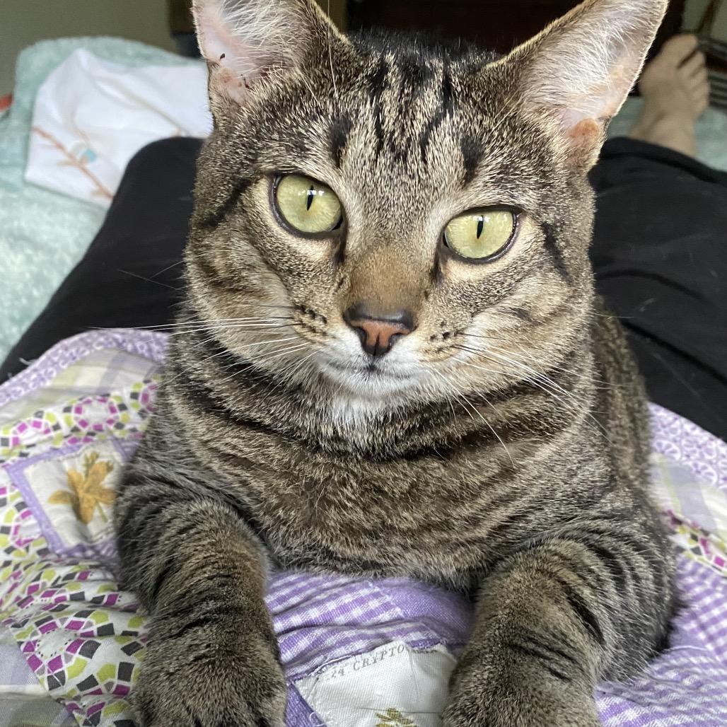 Dixon, a Adoptable Domestic Short Hair in Durham, NC image 4/5