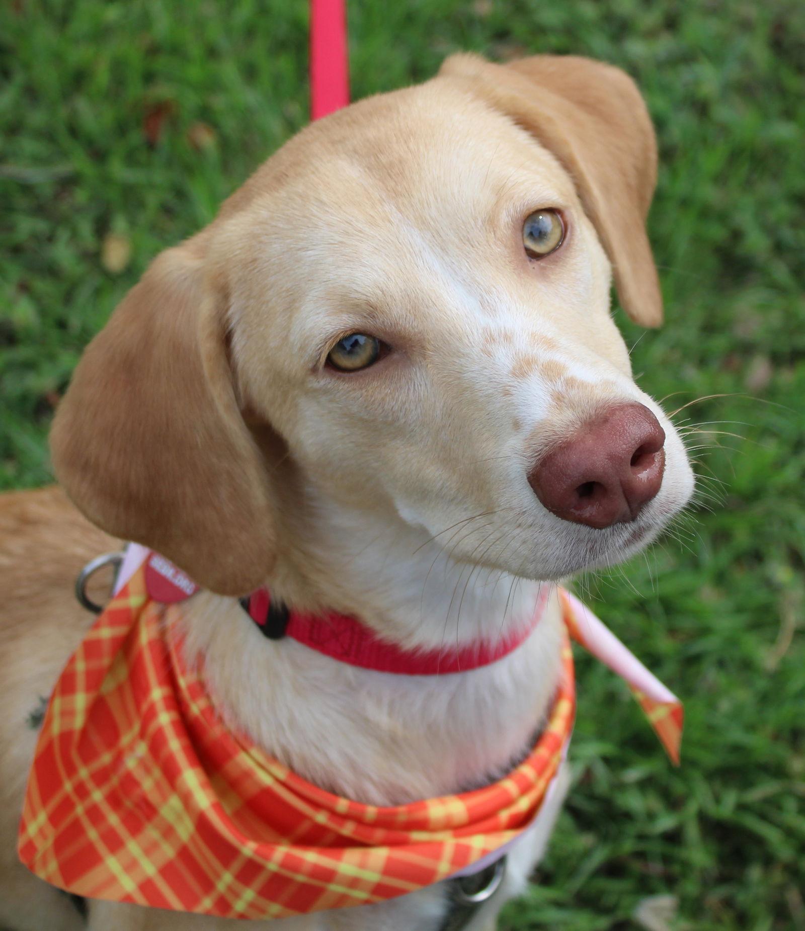 Honey VI, Adopted, Young Female Beagle.