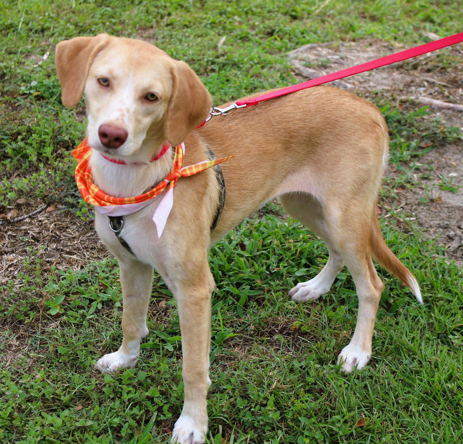 Enlarge Honey VI, a Adopted Beagle in Dunnellon, FL image 2/3