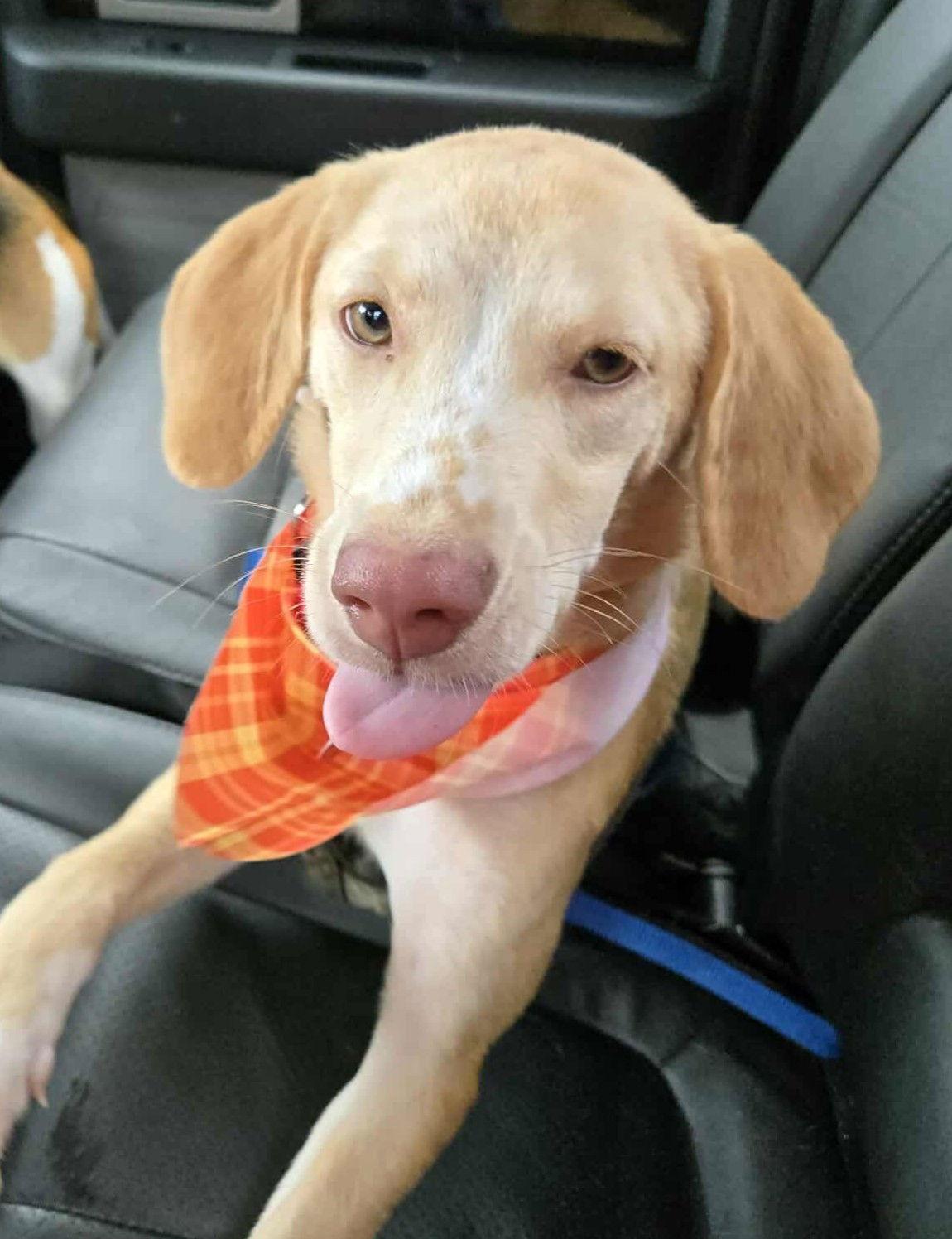 Enlarge Honey VI, a Adopted Beagle in Dunnellon, FL image 3/3