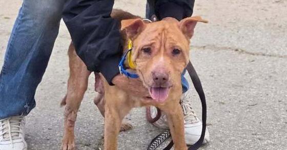 Enlarge Conquer, a Adoptable mixed breed in sylmar, CA image 1/2