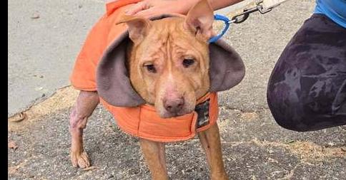 Enlarge Conquer, a Adoptable mixed breed in sylmar, CA image 2/2